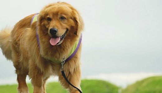 低血糖の犬を飼っている飼い主さん向けのドッグフードの選び方！おすすめ製品も紹介