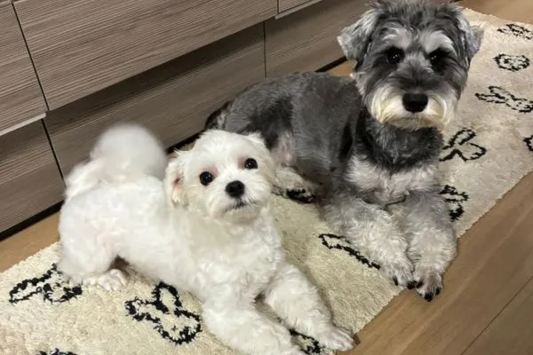 休憩している犬