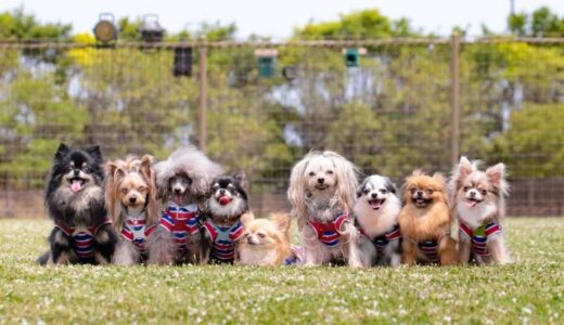 多頭飼いの飼い主さん向けドッグフードおすすめTOP9【大容量・安い】！選び方も解説