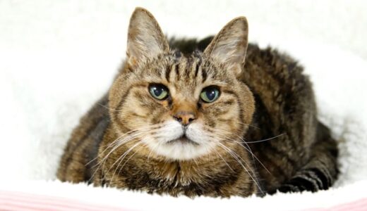 ハイシニア猫と暮らす飼い主さんにおすすめのフード11選！選び方や切り替える際のコツを解説