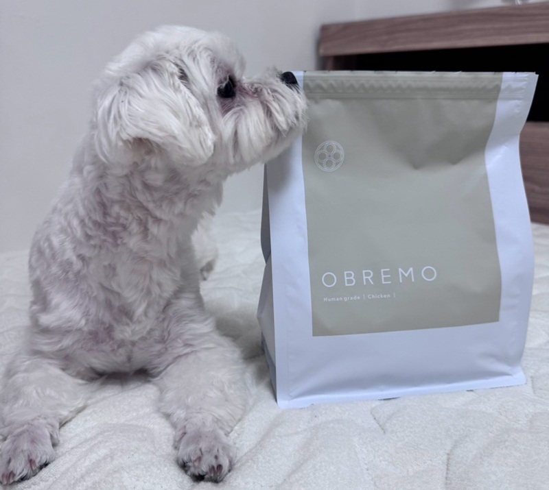 OBREMOを食べる看板犬モカちゃん