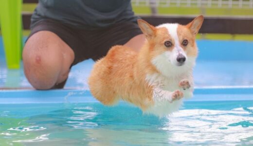 僧帽弁閉鎖不全症の犬を飼っている飼い主さん必見！ドッグフードのおすすめの選び方ガイド