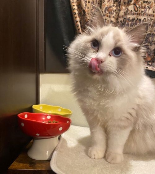 猫プロフィール