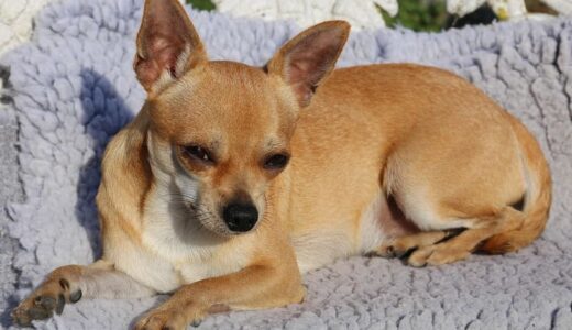 スムースコートチワワ向けドッグフードおすすめ14選【コスパ◎】！市販フードの選び方も解説