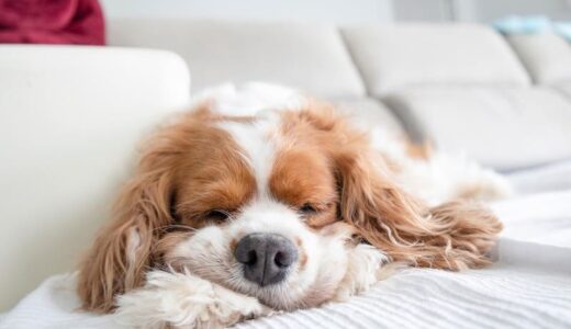 チベタンスパニエル向けドッグフードおすすめ5選！選び方や子犬向け給餌量を解説