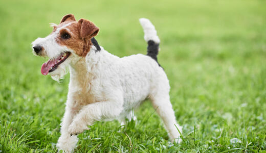 ワイアーフォックステリアは飼いにくいってホント？性格や子犬向け食事管理・人気フードも紹介