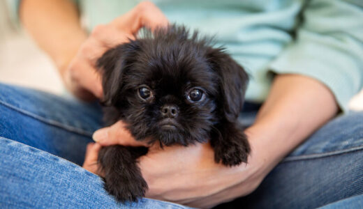 ベルジアングリフォン向けドッグフード7選【価格も紹介】！犬種に合わせた選び方&子犬の給餌量を解説