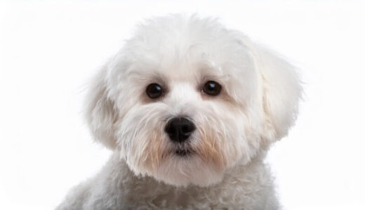 ボロニーズ向けドッグフードおすすめ7選！小型犬に合わせたご飯の選び方&餌の与え方を徹底解説