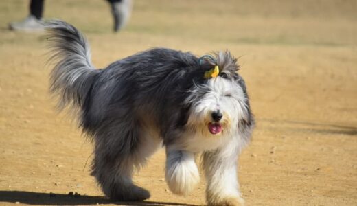 ビアデッドコリー向けドッグフードおすすめ10選！知能指数が高い犬向けのフード選びのコツも解説