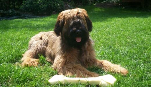 ブリアード向けドッグフードおすすめ21選【価格も紹介】！種別で選ぶ&子犬向けの餌の選び方も解説