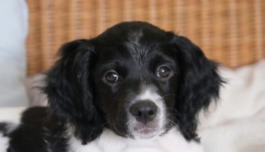 ブリタニースパニエル向けドッグフードランキング5選【臭い少なめ】！成犬向けの餌の量も解説