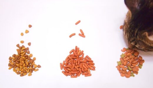 食べてはいけないキャットフードの実名にまつわる真実とは？危険な原材料や安全な商品の選び方を解説