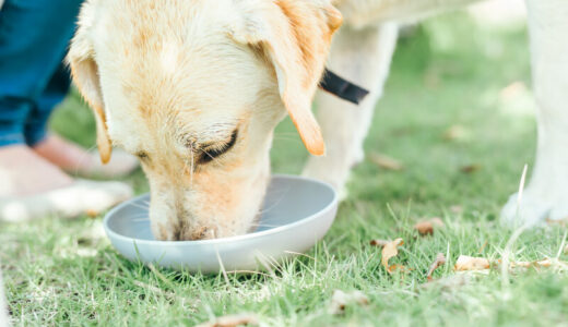 獣医はなぜロイヤルカナンを勧めるのかについて5つの理由を徹底解説！代わるおすすめフードも紹介