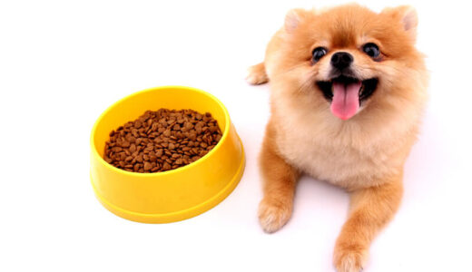 本当に良い子犬用ドッグフードおすすめ27選！市販品でコスパの良いパピー用フードを見つけるコツも解説
