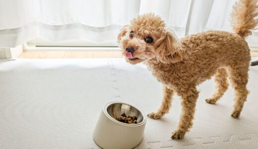 ドッグフード243種類を辛口比較してわかった本当のランキング11選！安全性が高く市販で買える商品まとめ