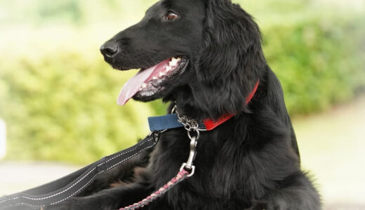フラットコーテッドレトリバー向けドッグフードおすすめ5選！子犬・老犬など年齢別の餌の与え方も解説