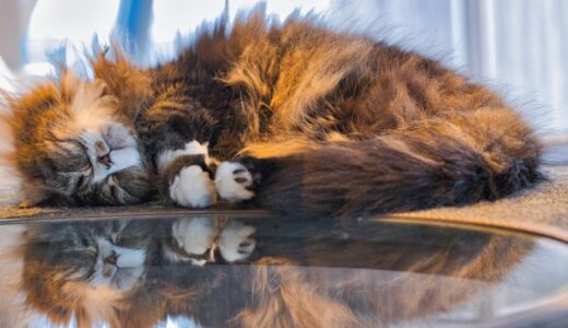 キンカロー向けキャットフードおすすめ8選！猫の成長を支える商品の選び方&餌の与え方も解説