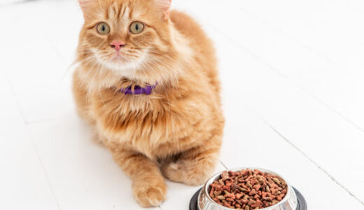 安いキャットフードと猫の長生きは関係ある？食べてはいけないフードを避けるコツとおすすめ商品まとめ
