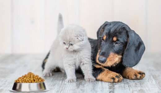 食べてはいけないペットフードの実名リストとは？やめた方がいい商品を避けるための選び方を徹底解説