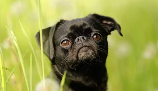 プチブラバンソン向けドッグフードおすすめ5選！小型犬向けの商品選びのコツ&子犬に与える方法も解説