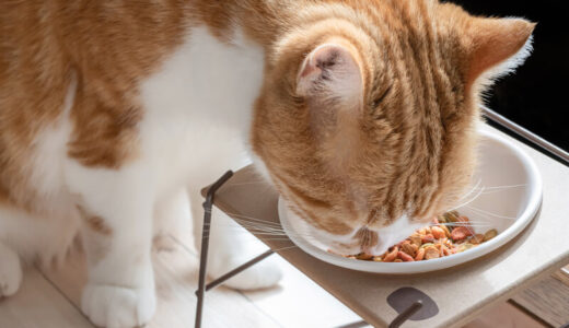 猫がグレインフリーのフードで太ると言われる原因は？体重管理に役立つ与え方やフード選びのコツも解説