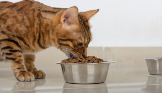 愛猫の食物アレルギーが気になる飼い主さん向けフードおすすめ17選！症状に合わせた選び方も解説