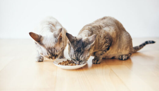 キャットフードのメーカーおすすめランキング12選【ブランド徹底比較】！市販フードを実名で紹介