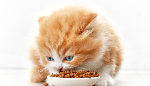 臭くないキャットフードを探している飼い主さん向け商品8選！市販で安いランキングを紹介