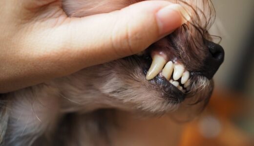 犬用歯磨きパウダーおすすめランキング10選！安全性が高いと口コミで話題のデンタルパウダーまとめ