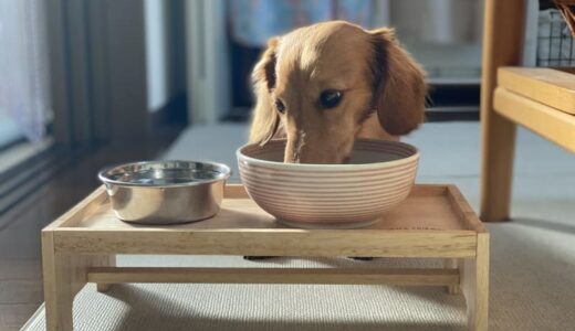 糖尿病の犬と暮らす飼い主さん向けドッグフードおすすめ5選！食べてはいけないものも解説