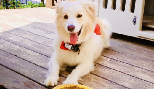 マラセチア皮膚炎に効くドッグフードを探している飼い主さん向けフード17選！市販品の選び方も解説