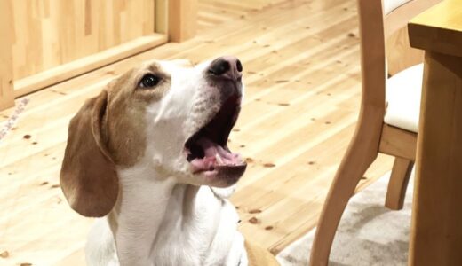 無添加の犬用歯磨き粉おすすめランキング35選！危険な市販品を避ける選び方のコツも解説