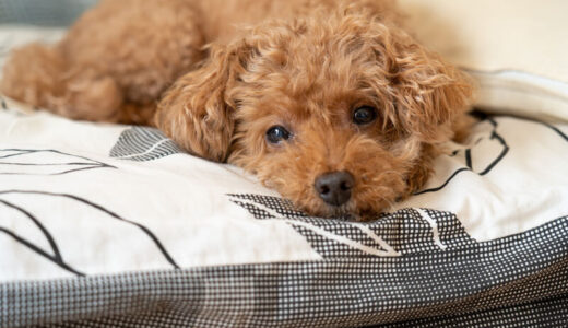 トイプードルの体重が5キロは太りすぎ？肥満かどうか見極める方法や適切な給餌量も解説