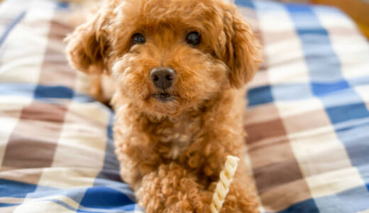 トイプードルの体重が7キロになる原因は？ダイエットや体の維持方法を餌の量から解説！