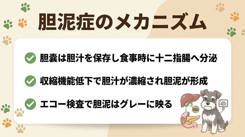 胆泥症のメカニズム