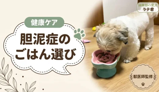 犬の胆泥症のフード選び【獣医師監修】療法食との違い・食べていい食材・市販フード8選