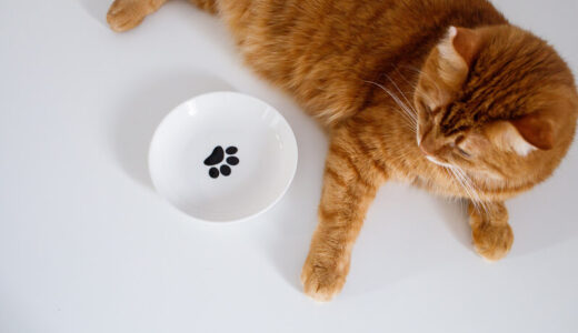 ヨウ素が少ないキャットフード7選！市販フードから愛猫に合う低ヨウ素フードを選ぶコツも解説