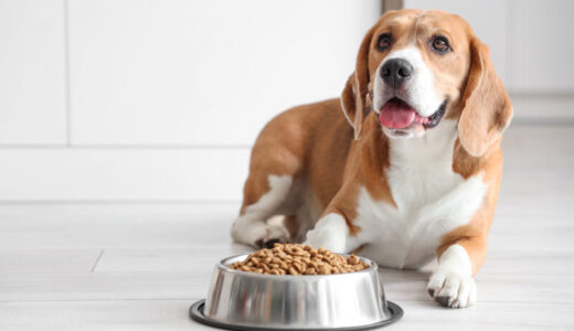 犬の吐き戻しを軽減したい飼い主さん向けフード21選！吐きやすい犬向けの商品選びのコツを解説