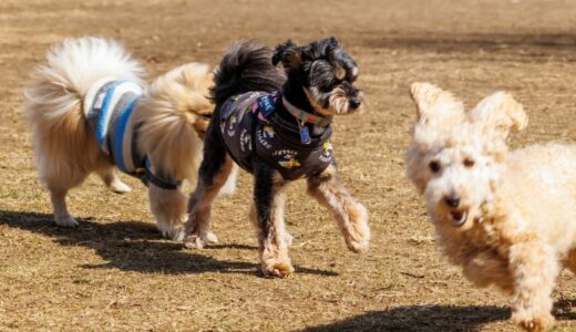 ポメプー向けドッグフードおすすめ17選！フードの選び方や成犬への餌の量まで解説