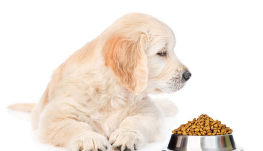 胆泥症の犬と暮らす飼い主さんにおすすめのフード10選！手作りごはんのポイントも解説