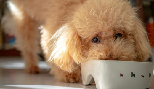 クッシング症候群の犬と暮らす飼い主さん向けドッグフードおすすめ5選！食事で気をつけるポイントも解説