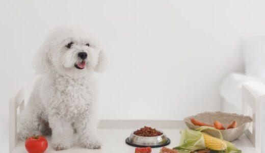 腎臓病の犬と暮らす飼い主さん向けフードランキング5選！食べない時の対処法も解説