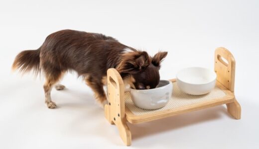 愛犬の膵炎が心配な飼い主さん必見！ドッグフード選びのポイントやおすすめ商品を紹介