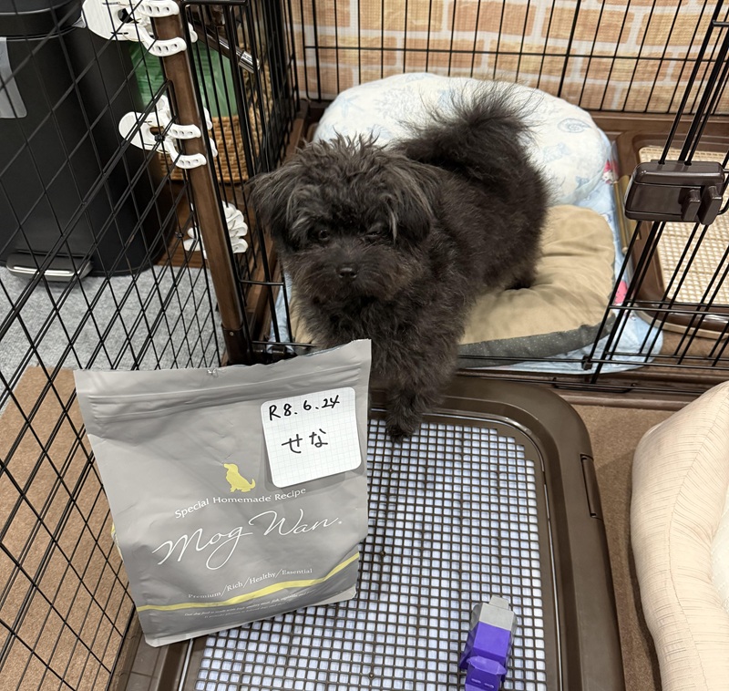ポメプー せな モグワン