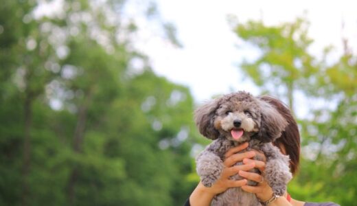 タイニープードル向けドッグフードおすすめ17選！市販フードを食べないときの対処法も解説