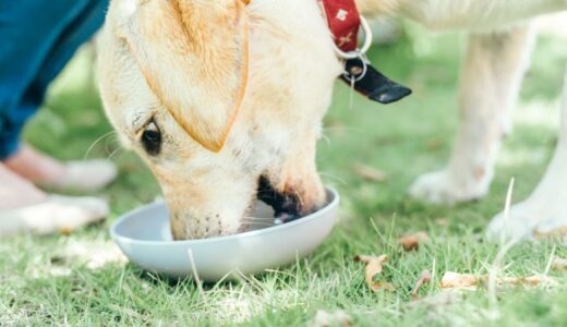 【Sランク級】ドッグフードランキング18選！市販で買えるのに安全な本当のランキングを紹介