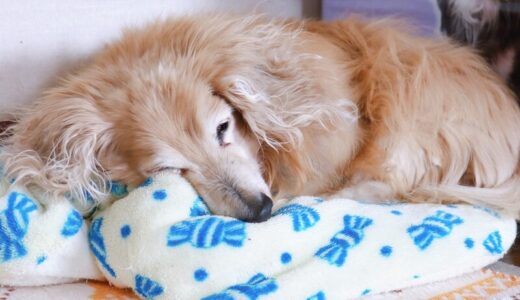 シニアのダックスフンド向けフードおすすめ22選【市販品】！ミニチュアダックス向けの餌の選び方を解説