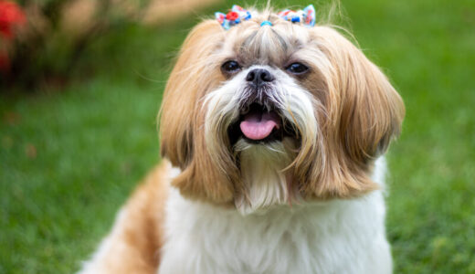 脂漏性皮膚炎のシーズーと暮らす飼い主さん向けドッグフード25選！市販品以外のケア方法も解説