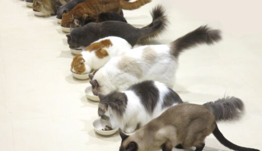 甲状腺機能亢進症の猫と暮らす飼い主さん向け市販フード8選！食べてはいけないものも解説