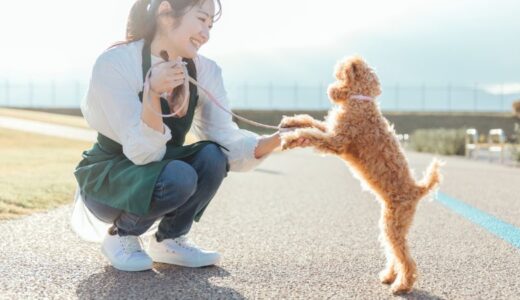トイプードルがドッグフードを食べない理由は？わがまま対策になる食いつきのいい市販の餌も紹介